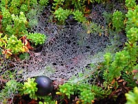 Фото Ю. Ракиной. Кликнуть для увеличения