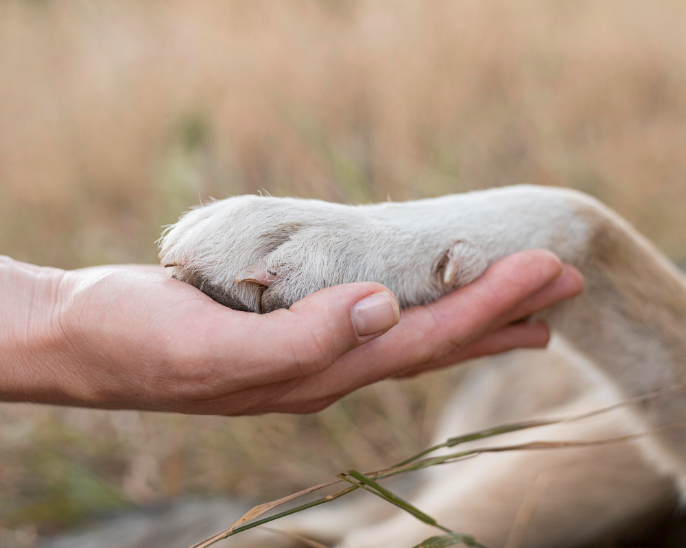 Изображение от <a href="https://ru.freepik.com/free-photo/side-view-of-person-holding-dog-s-paw_10296098.htm#query=%D1%81%D0%BE%D0%B1%D0%B0%D0%BA%D0%B8&position=17&from_view=search&track=sph">Freepik</a>